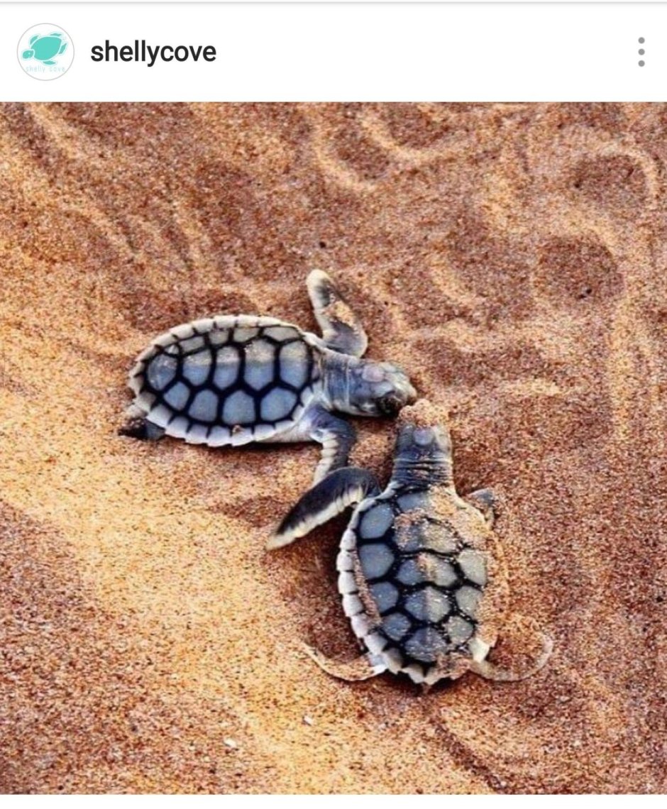 Любовь черепах