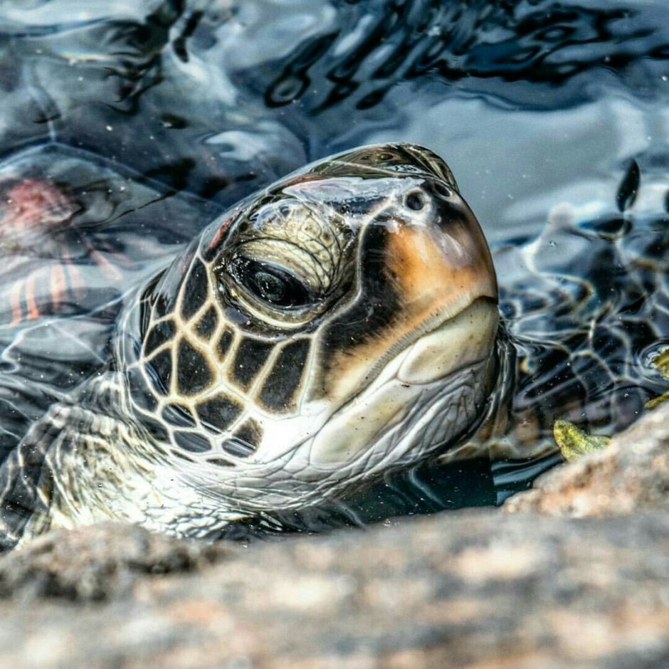 Snake and Turtle