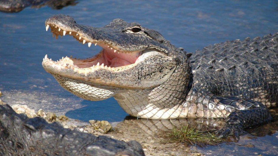 National "Alligator"