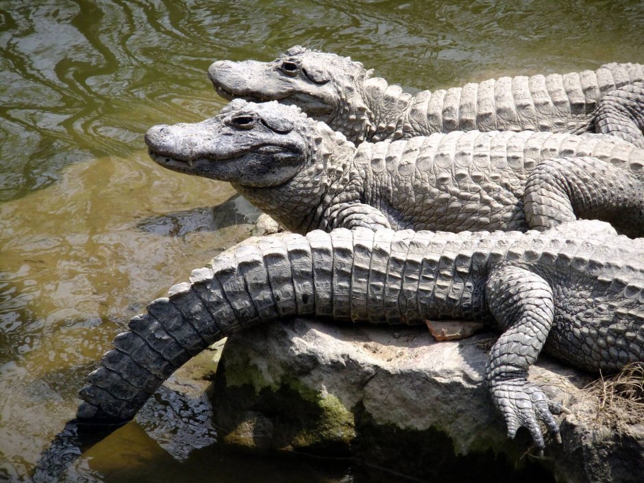 Alligator sinensis