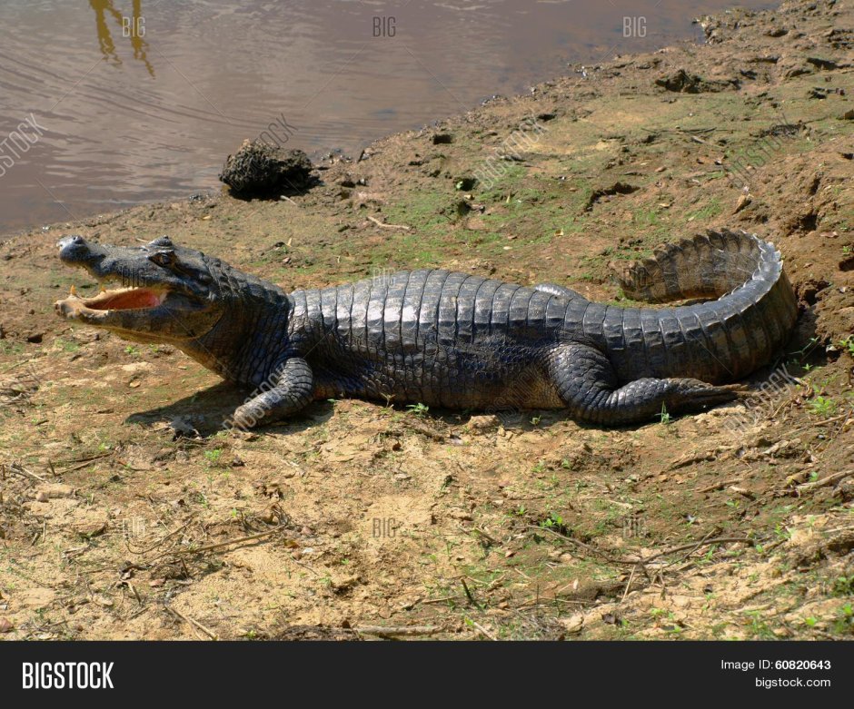 Sand Alligator