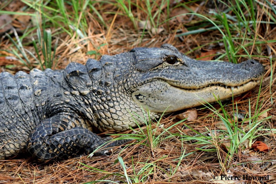 Миссисипский Аллигатор (Alligator mississippiensis)