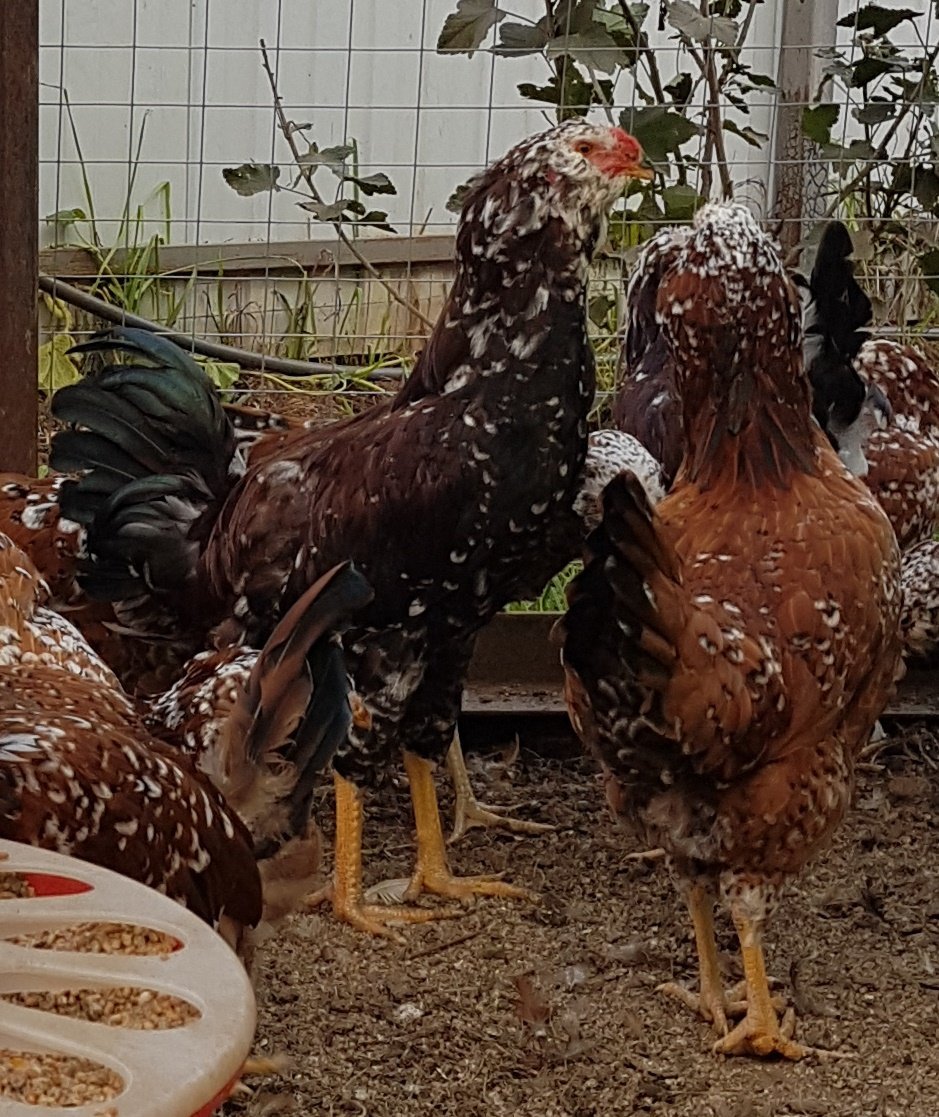 Куры Сульмталер