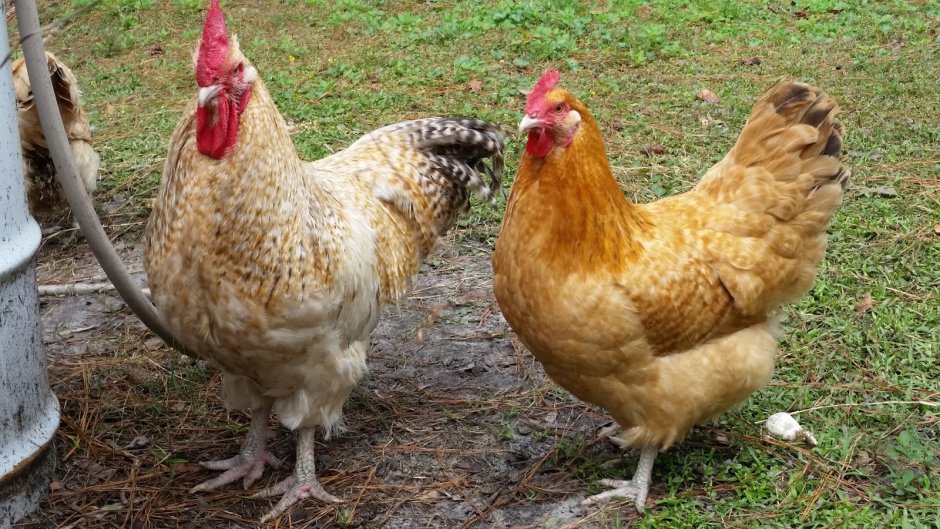 Нидерхайнер лимонно кукушечный