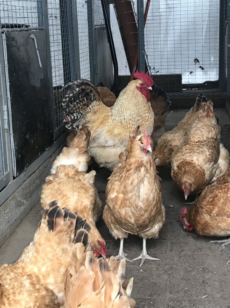 Нидерхайнер порода