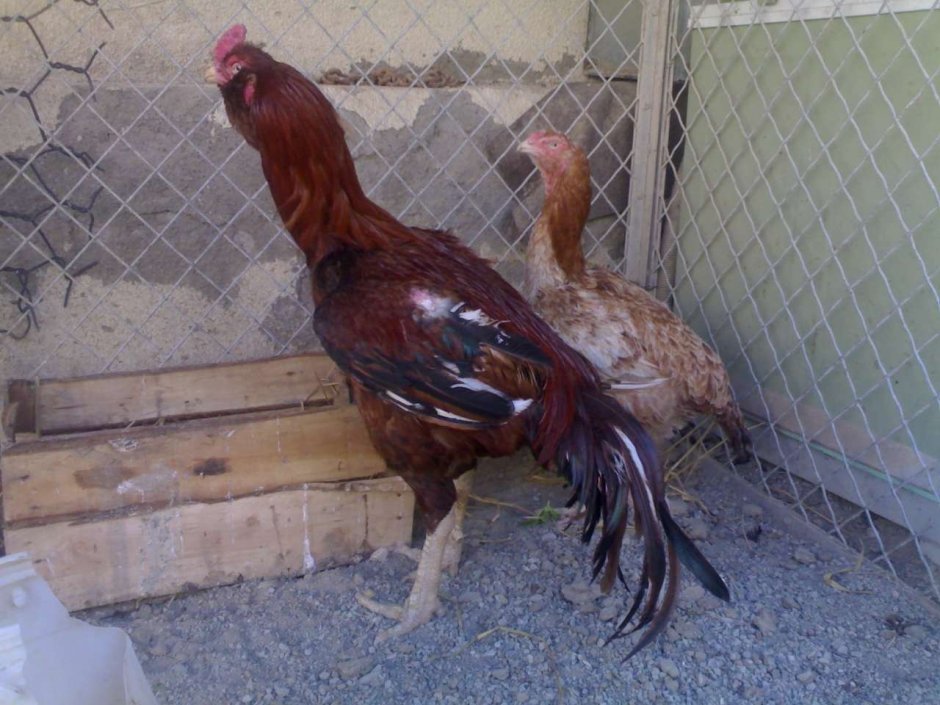 Нидерхайнер лимонно кукушечный