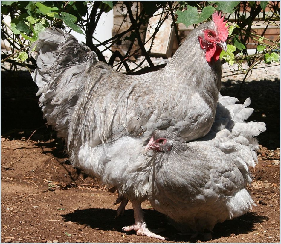 Орпингтон Изабель