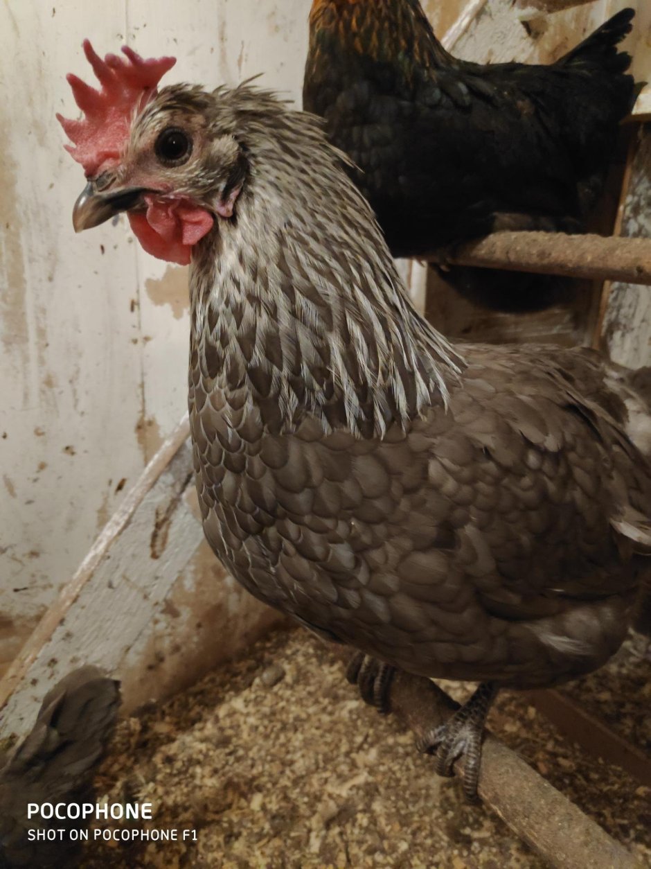 Swedish Isbar куры