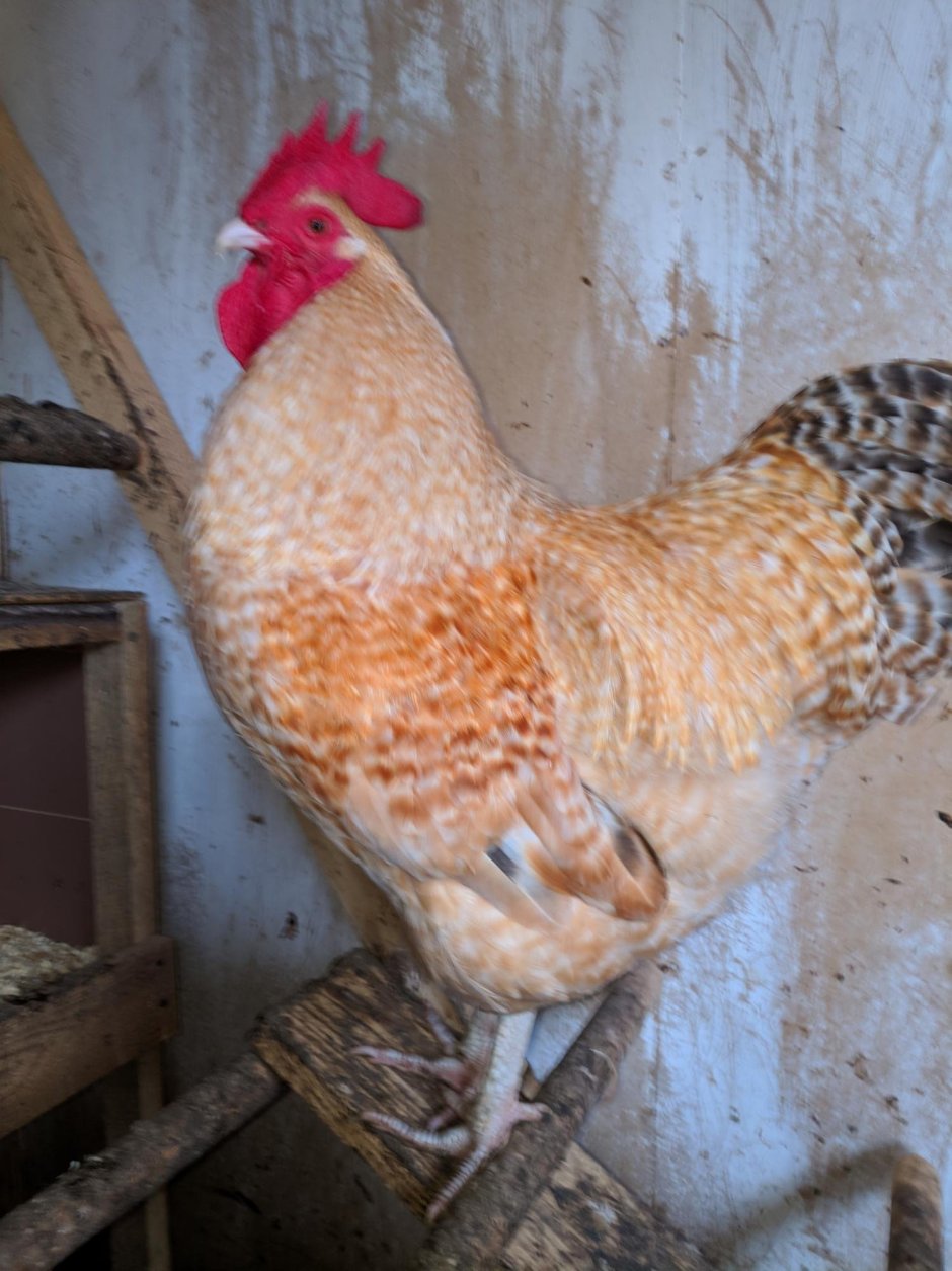 Нидерхайнер лимонно кукушечный