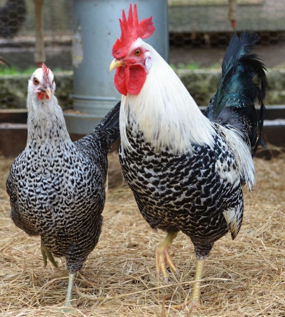 Нидерхайнер порода