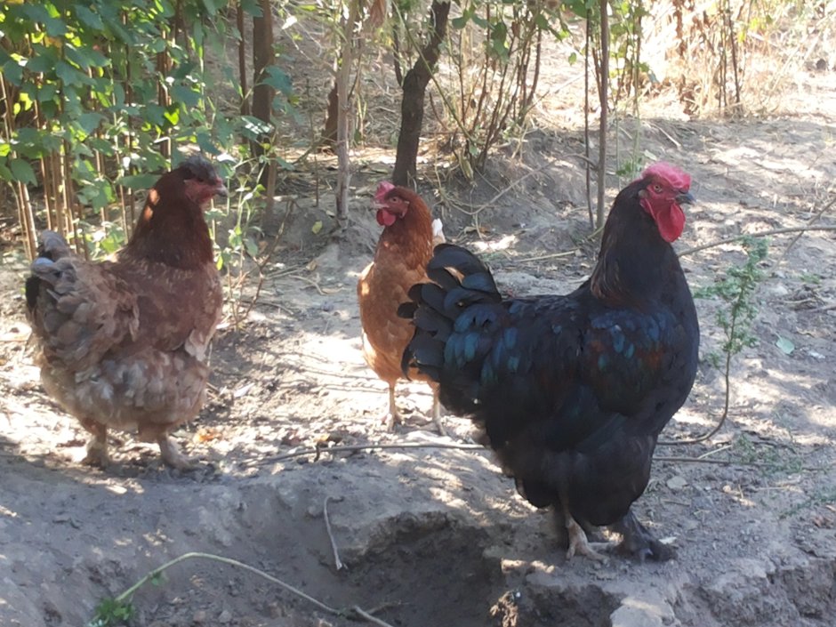 Порода кросс 225