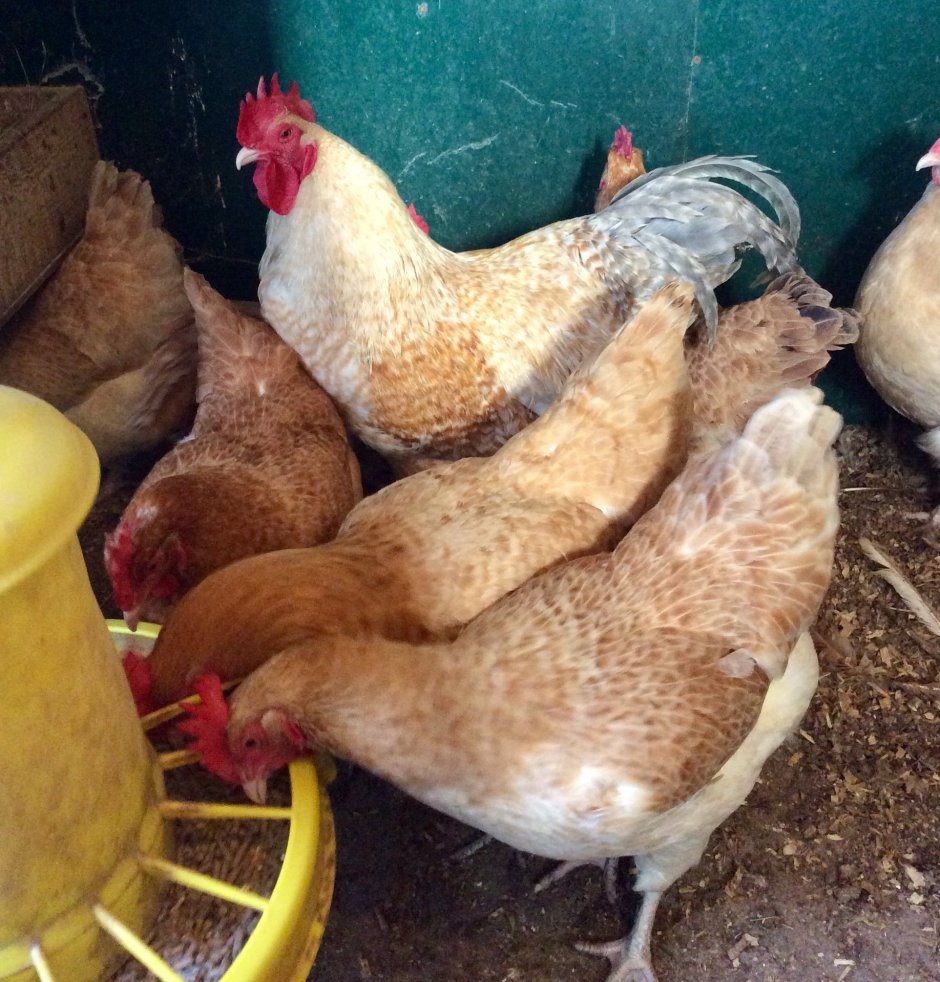 Куры Нидерхайнер