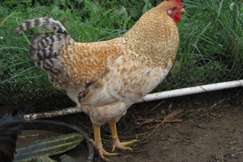 Нидерхайнеры куры