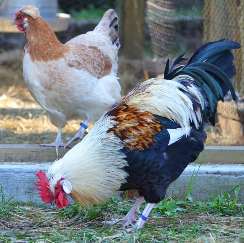 Сульмталер пшеничный стандарт