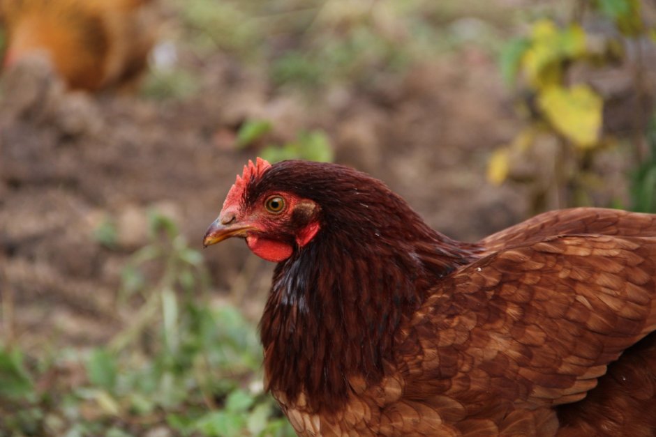 Род-Айленд порода кур