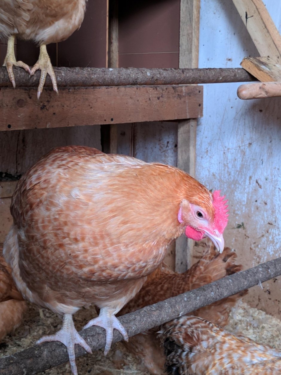 Нидерхайнер лимонно кукушечный