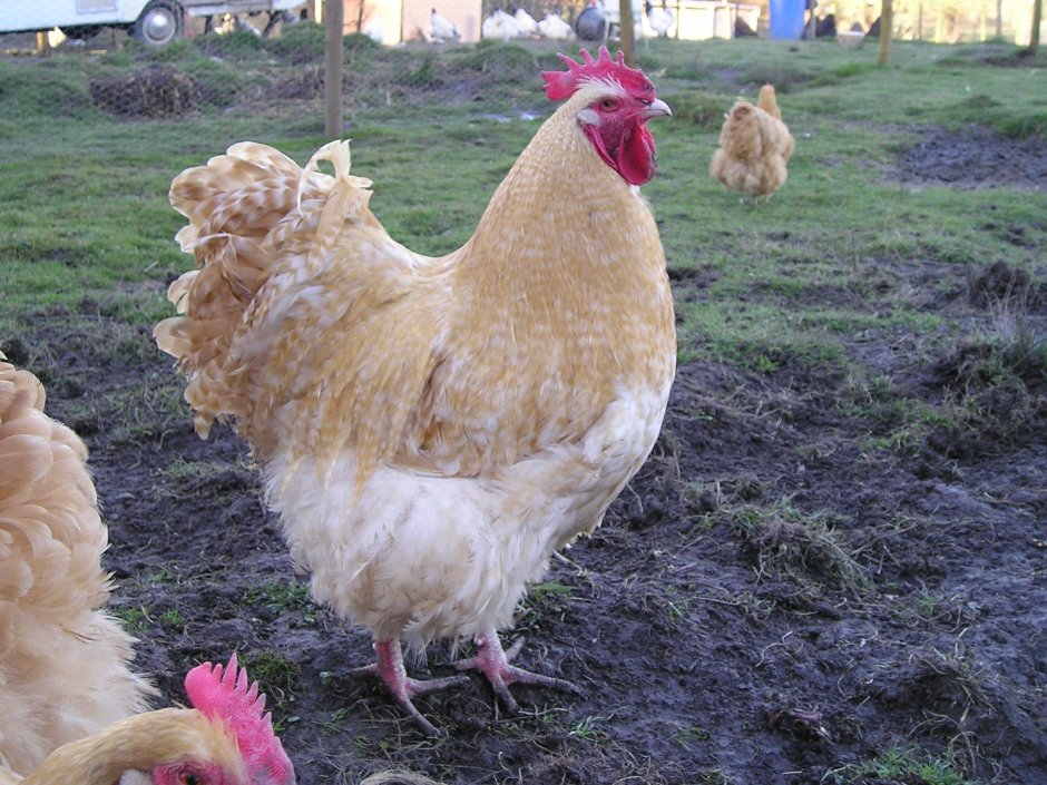 Орпингтон кукушечный