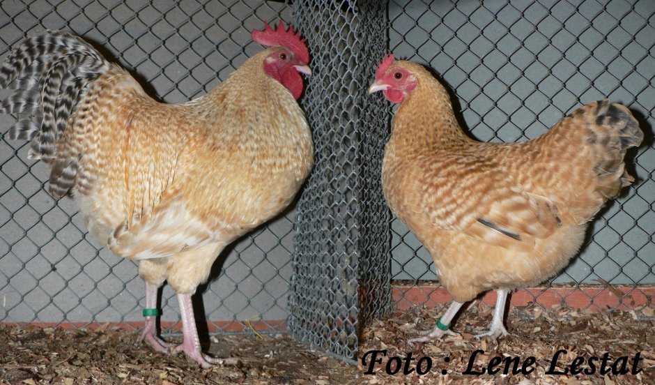 Нидерхайнер порода