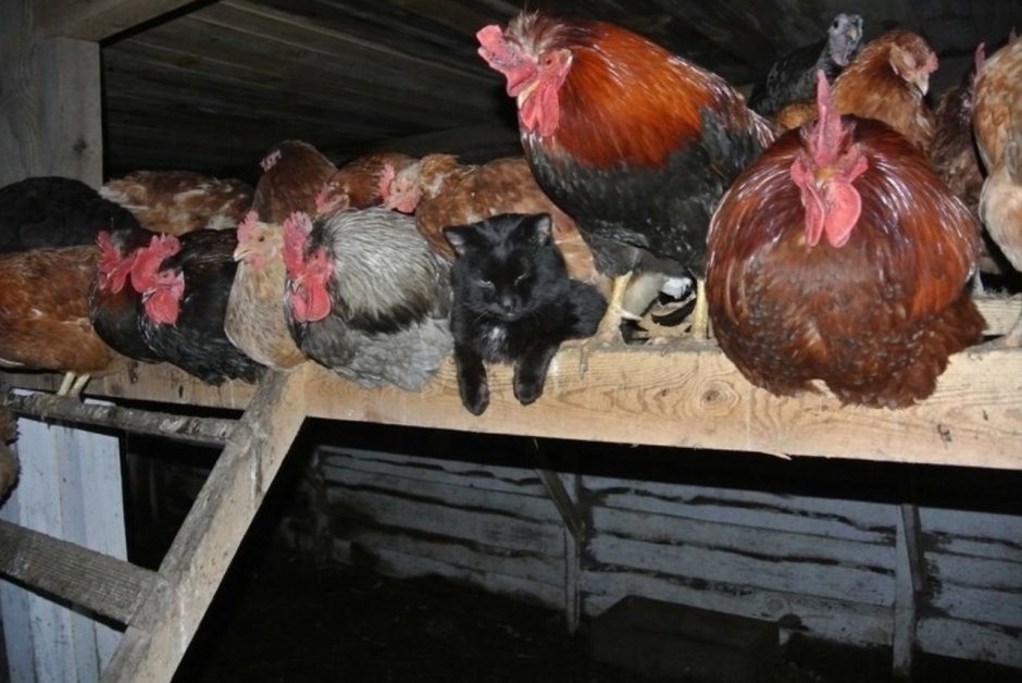 Курица на жердочке