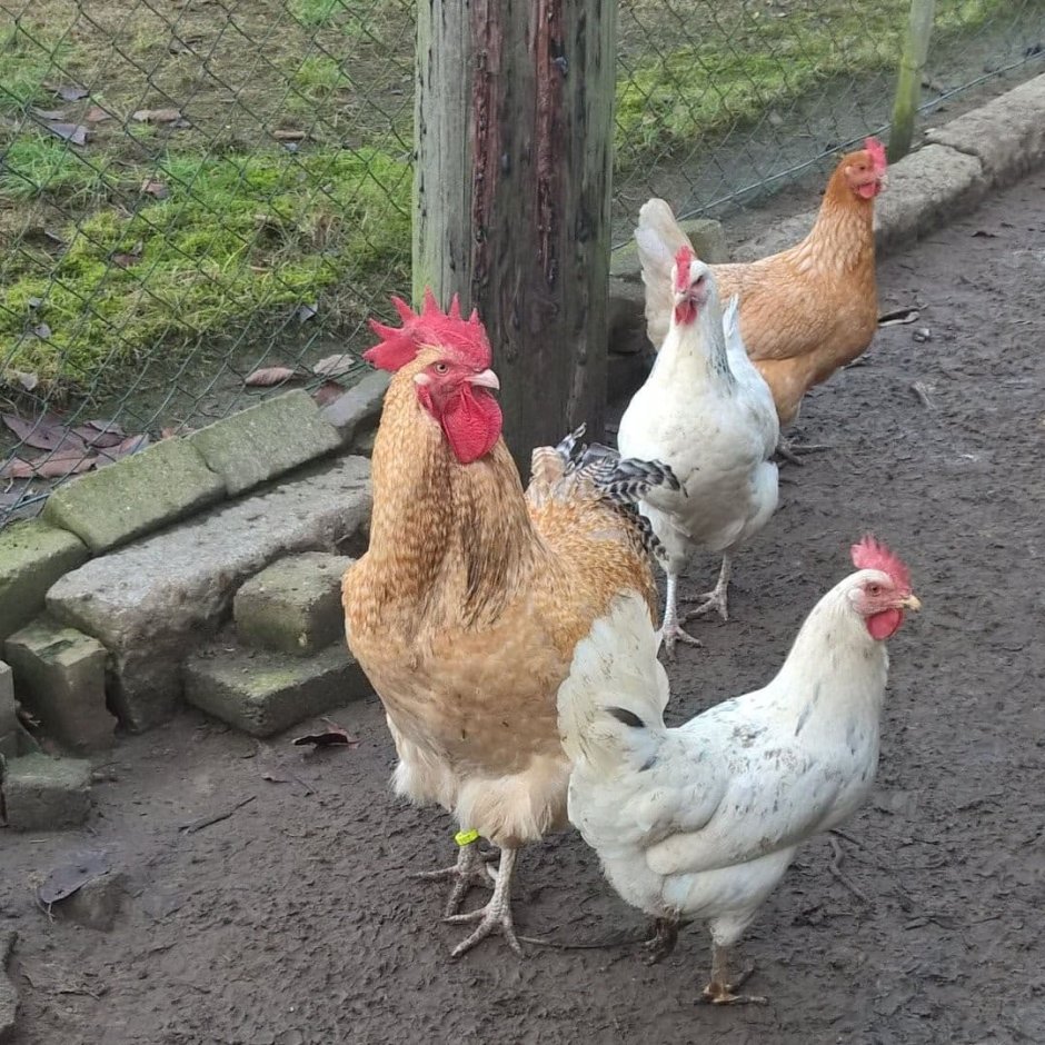 Нидерхайнеры куры