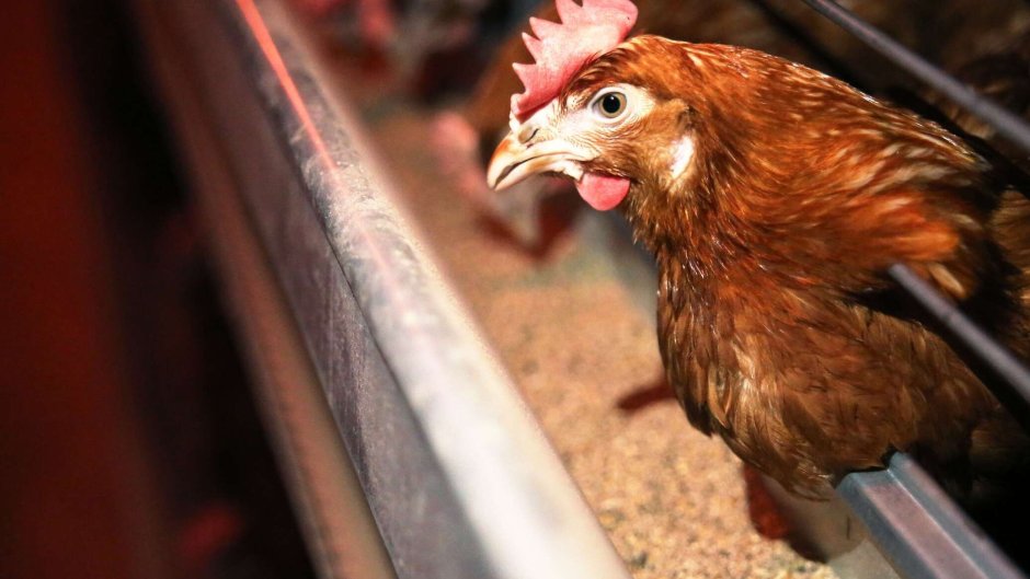 Лесная курица в Грузии