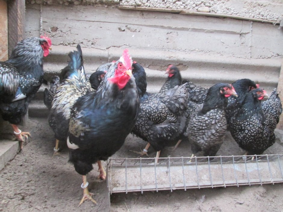 Нидерланды куры