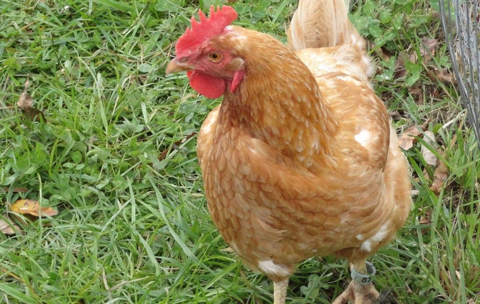 Курица Живая