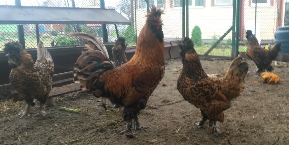 Нидерхайнер порода кур