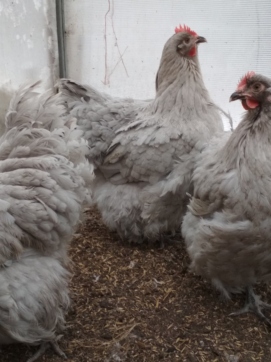 Орпингтон Лаванда