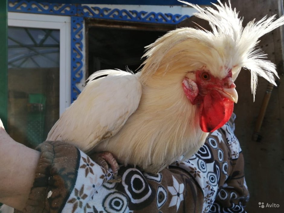 Голландские белохохлые куры