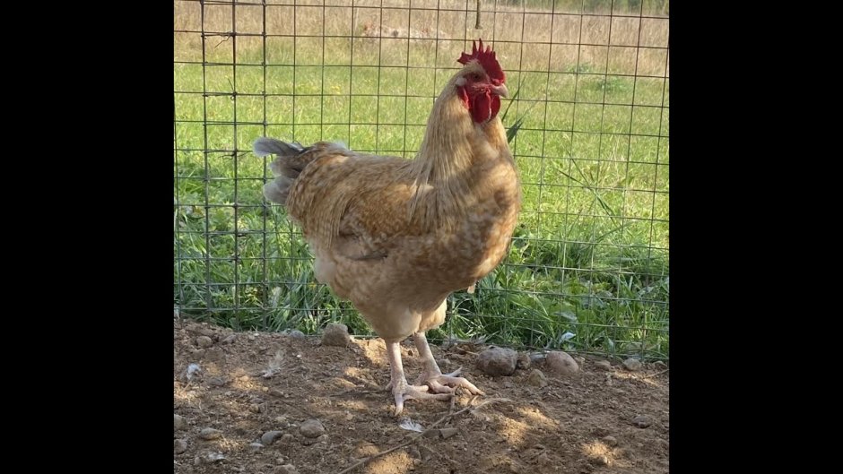 Нидерхайнера лимонно-кукушечного