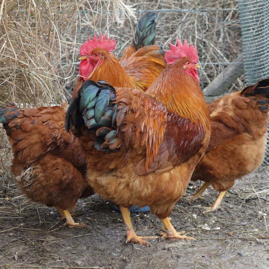 Нью-Гемпшир порода