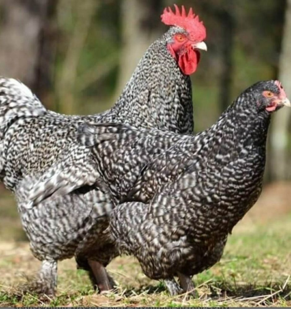 Нидерхайнер порода кур