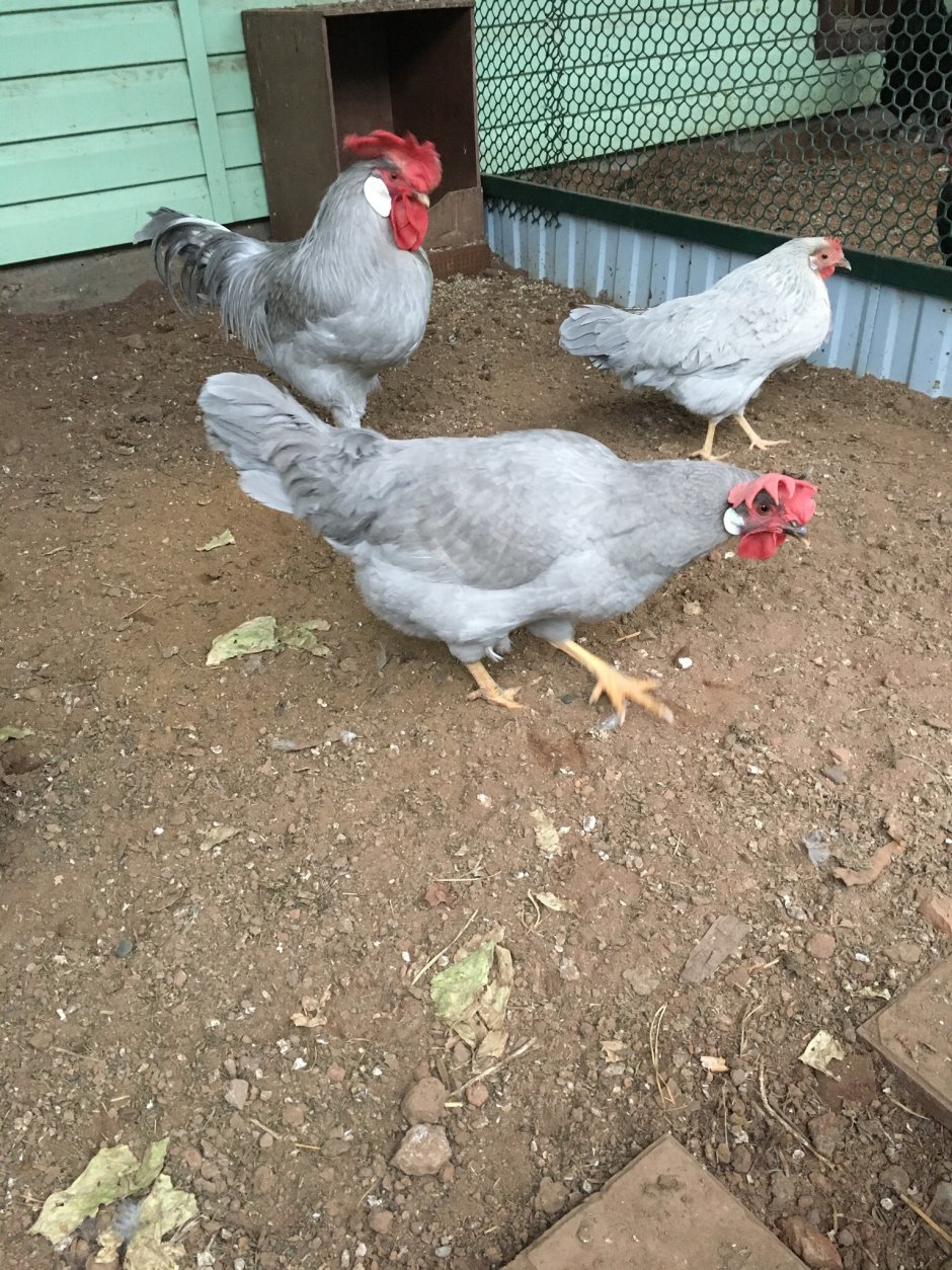 Леггорн Изабелла