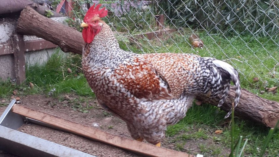 Нидерхайнер лимонно кукушечный