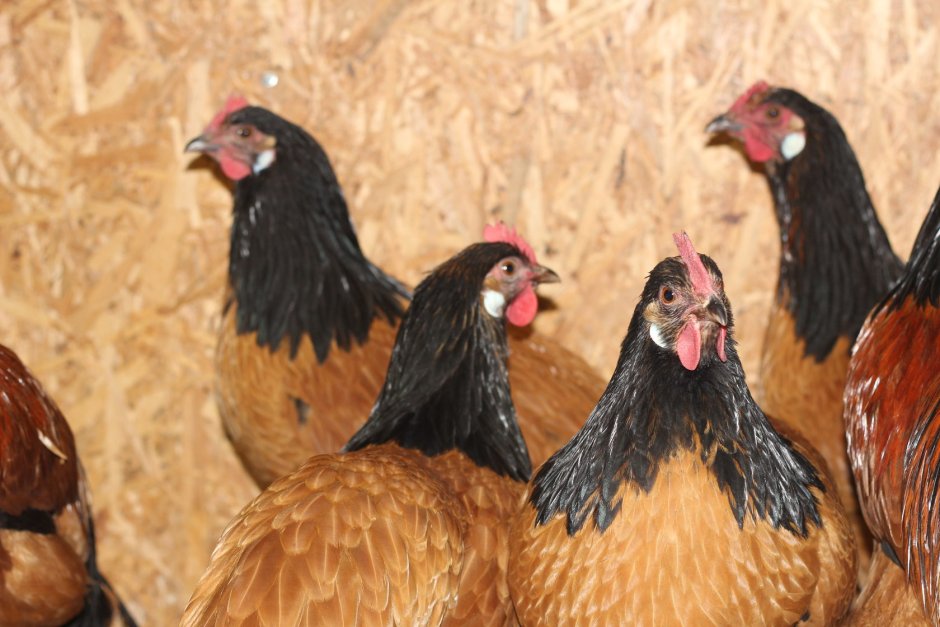 Нидерхайнер порода кур