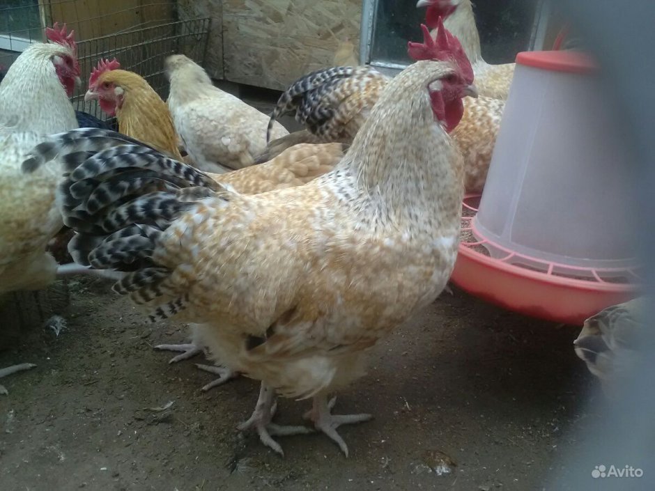 Нидерхайнер лимонно кукушечный