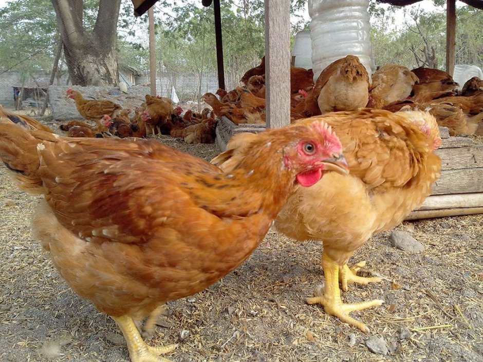 Цветной бройлер Sasso XL 451