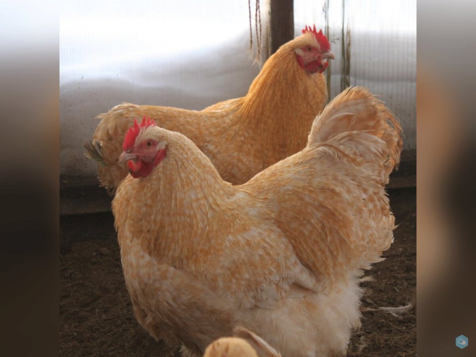 Орпингтоны куры лимонно кукушечный