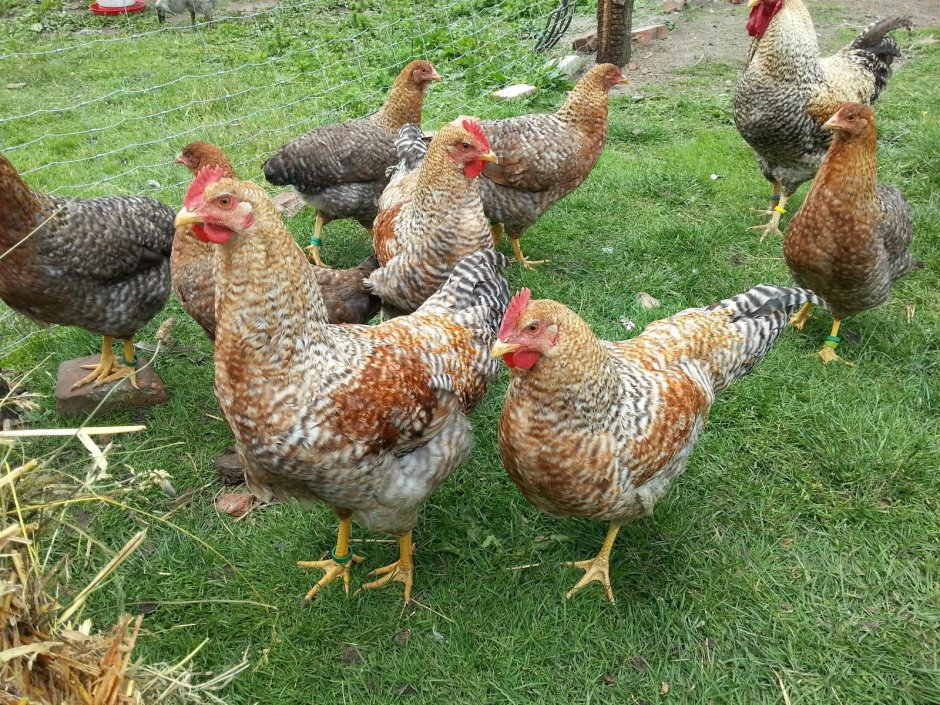 Петух Билефельдер