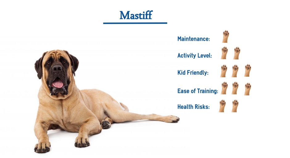 Mastiff компания логотип