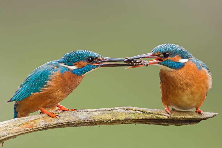 Kingfishers couple