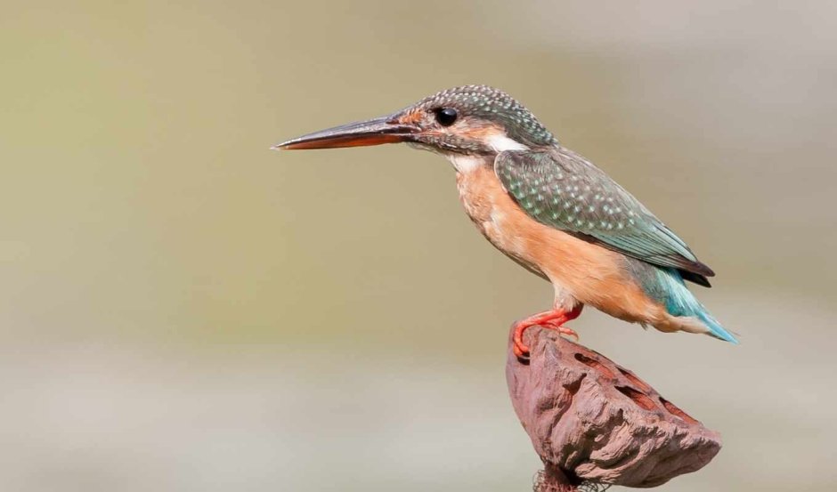 Kingfisher птица кличка