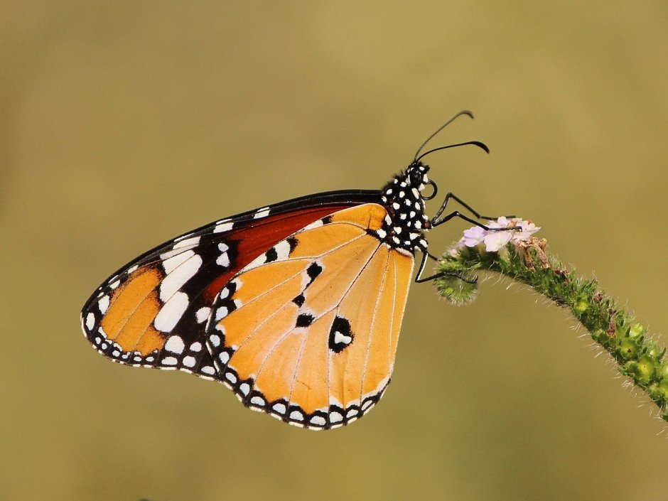 Бабочка Danaus plexippus