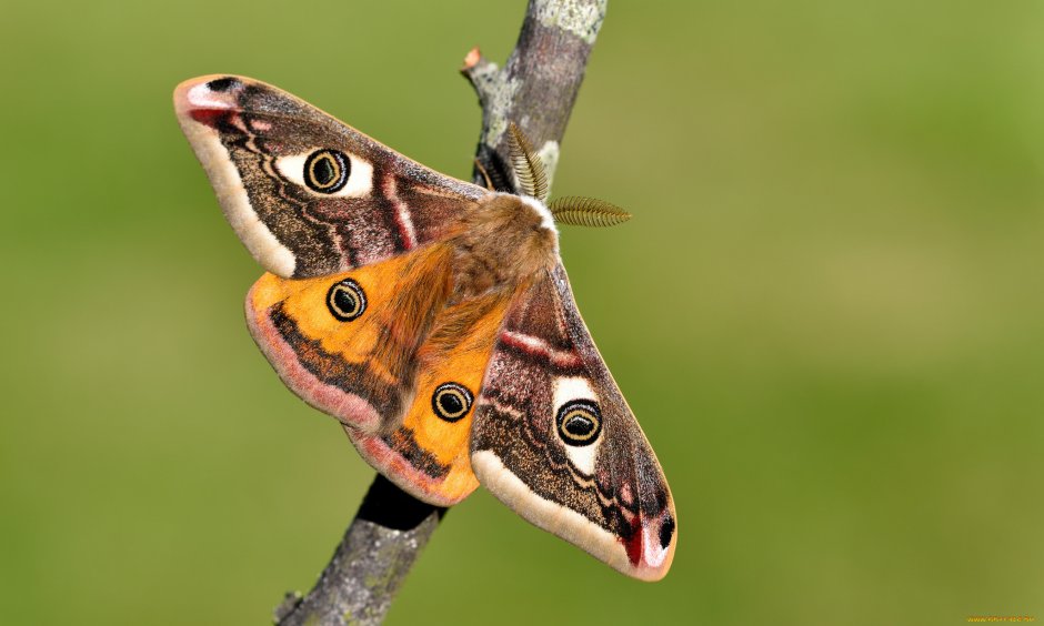 Бабочка Saturnia Pavonia