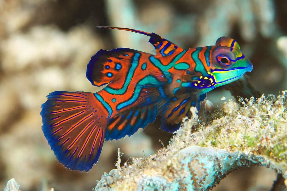 Synchiropus splendidus