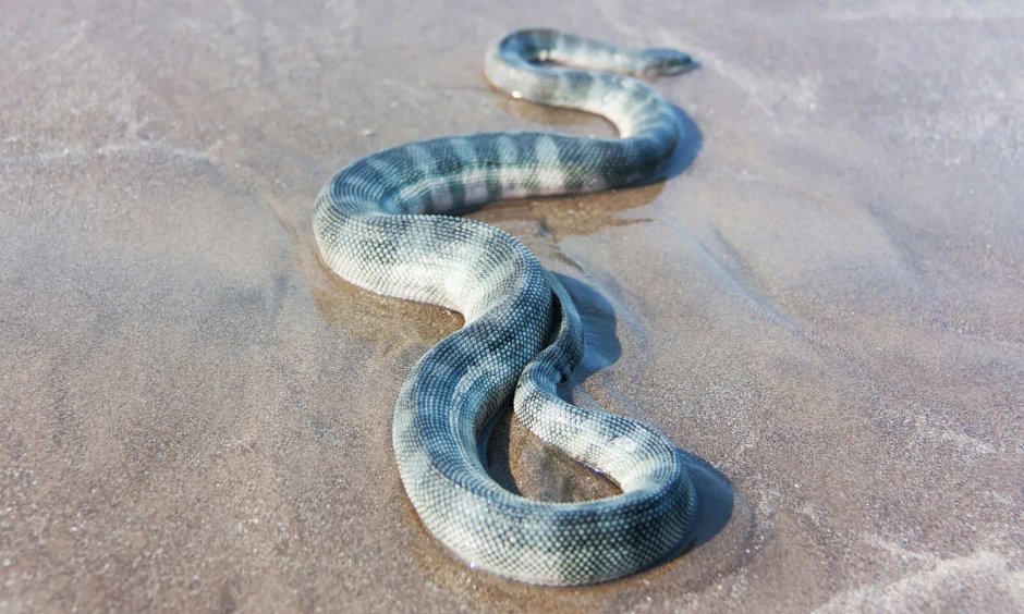 Enhydrina schistosa