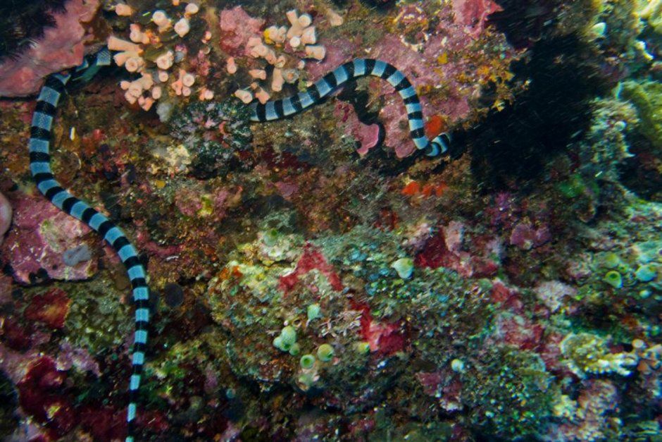 Плоскохвостая морская змея