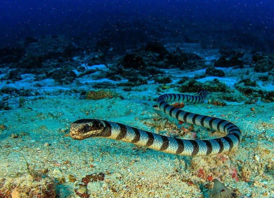 Морская змея Белчера
