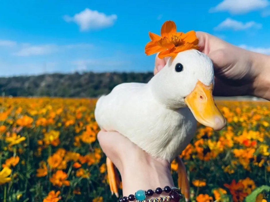Корейская уточка